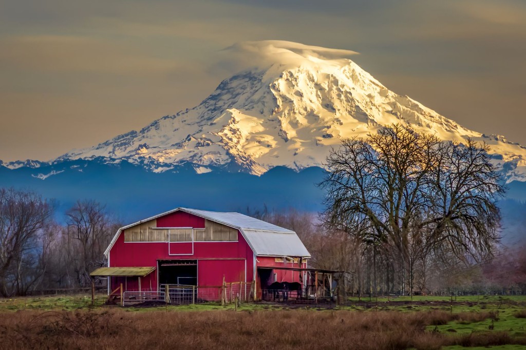 Red barn with Mount Rainier at golden hour near Enumclaw, WA
